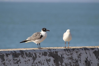Laughing gull sighting a serious birder's delight