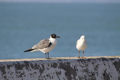 Laughing gull sighting a serious birder's delight