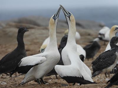 Learn about the gannets in the greater Wilderness area