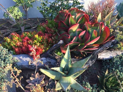 Gardening in a changing climate