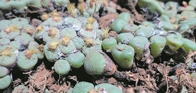 Twee vas vir handel in bedreigde plantspesies