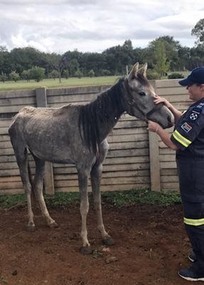 NSPCA to lay charges after starving horses are found at army base