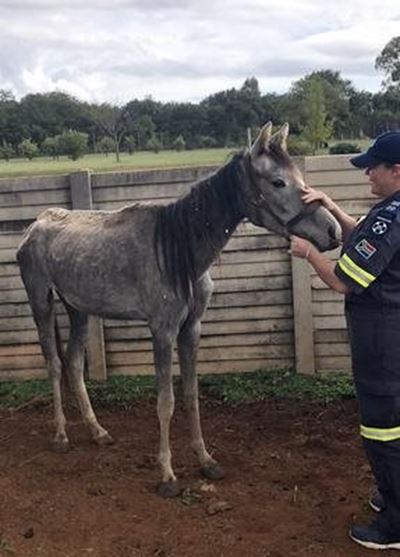 NSPCA to lay charges after starving horses are found at army base
