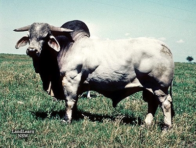 Strict selection: the key to award-winning Brahmans