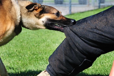 Homeowners' insurance for dog owners