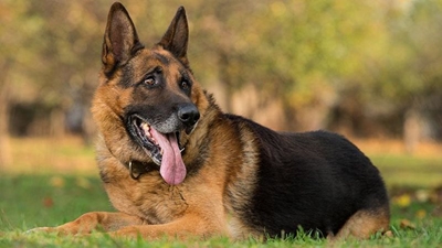 Advice from man’s best friend on how to own an outstanding dog