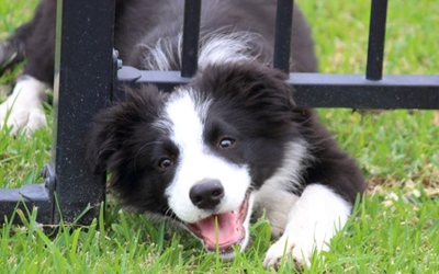 Back-to-work prep for leaving your pet at home