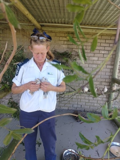 Harry Giddey Park birds removed, some euthanised
