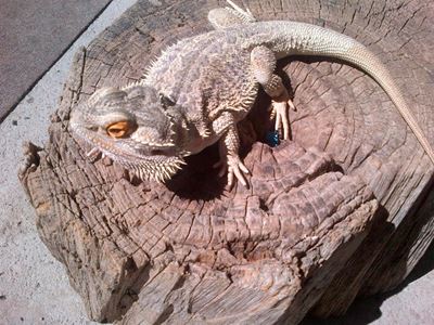 Bearded Dragon confiscated