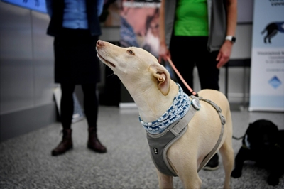 Finland's Covid sniffer dog trial 'extremely positive': researchers