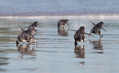 New Zealand cops nab penguin prowlers in sushi stall