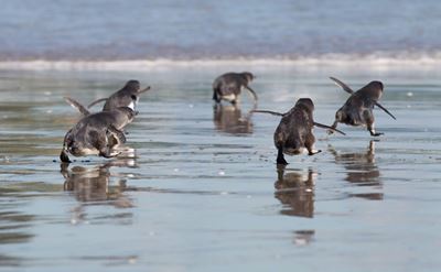 New Zealand cops nab penguin prowlers in sushi stall
