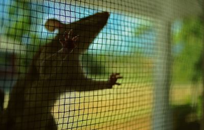 Lab rat studies show promise for insulin pill