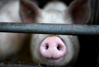 New swine flu found in China has pandemic potential