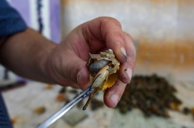 Passion for purple revives ancient dye in Tunisia