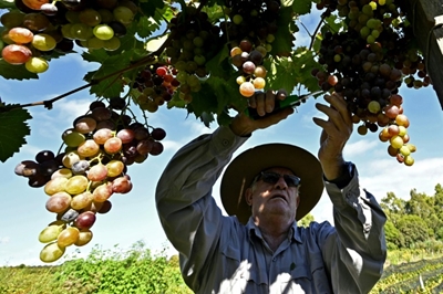 Bolivian wine-growers banking on 'distinctive' altitude flavor