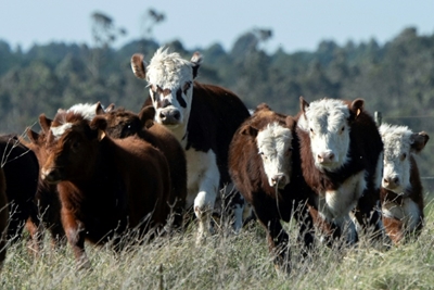 Methane emissions rise nine percent in decade