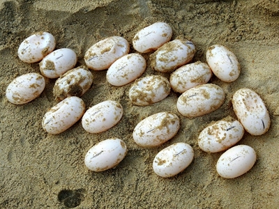 Cambodia's Royal Turtle lays eggs in captivity for first time