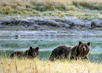 Yellowstone grizzly bear hunting ban upheld in US