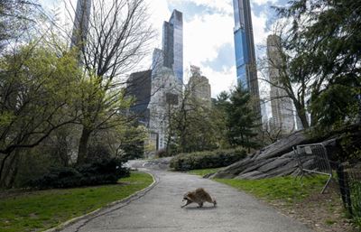 Central Park, the calm amid New York's coronavirus storm