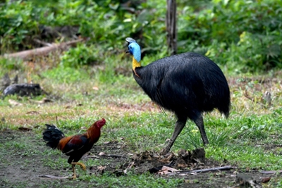 Exotic, dangerous bird kills owner in Florida