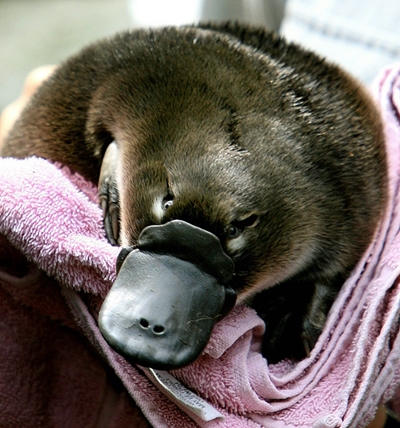 Climate disasters prompt Australia's first platypus refuge