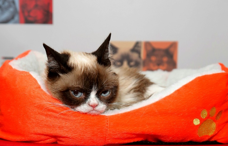 Grumpy Cat dies aged seven: 'Some days are grumpier than others', Internet