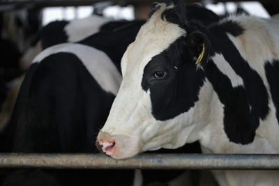 US escalates dairy trade complaint against Canada