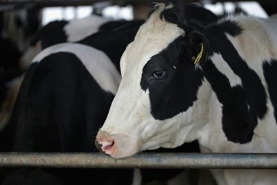 US escalates dairy trade complaint against Canada