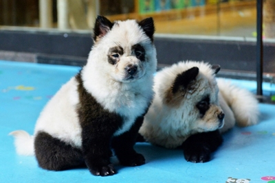 'Panda dog' cafe sparks China animal rights debate