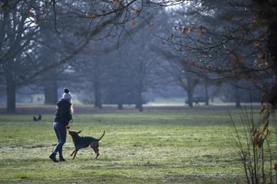Pandemic pet demand blamed for surge in UK dog thefts