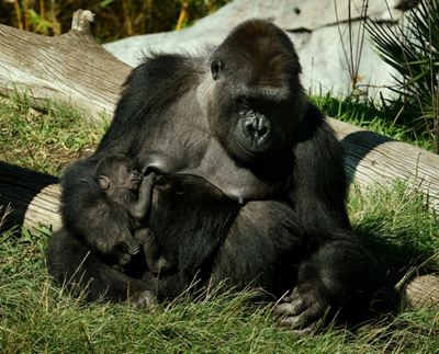 Gorillas at San Diego zoo test positive for Covid-19