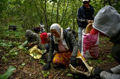 Turkey's hazelnut farmers fume at Nutella 'monopoly'