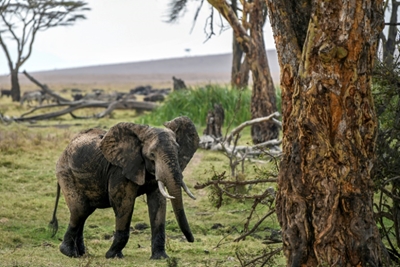 No animal left behind: Kenya holds first national wildlife census