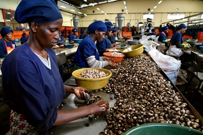 Grey gold: Ivory Coast cashes in on the cashew 
