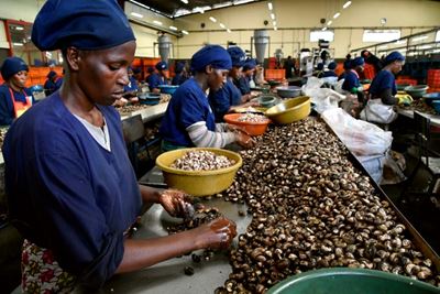 Grey gold: Ivory Coast cashes in on the cashew 