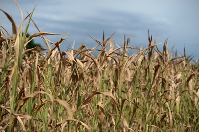 Scientists detail full genome of wheat for first time 