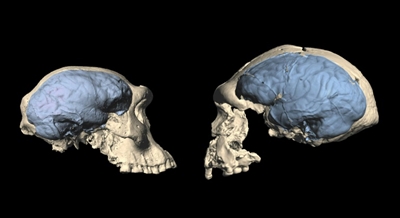 Mind blown: Modern brains evolved much more recently than thought
