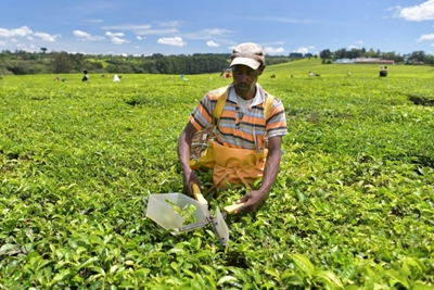 Kenyans say UK stole land for tea, push for UN inquiry