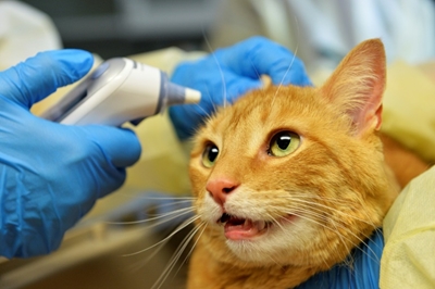 Paw-ly in the pandemic: pets can  catch virus from owners