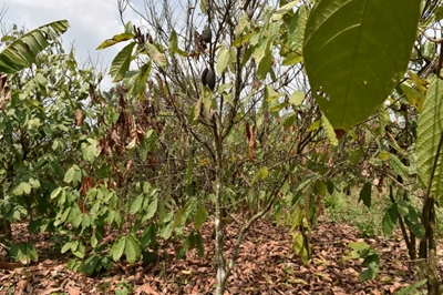 Ivory Coast to destroy cocoa trees in fight against virus