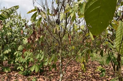 Ivory Coast to destroy cocoa trees in fight against virus