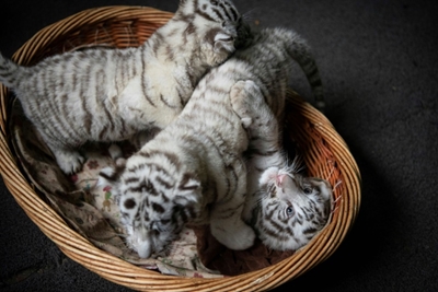 China purrs over white tiger triplets