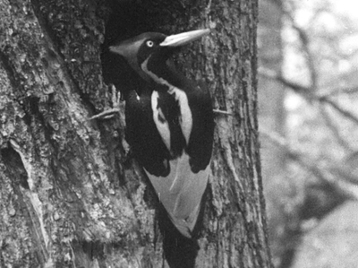 US declares fabled Ivory-billed woodpecker and 22 other species extinct