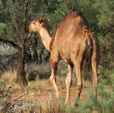 Snipers to cull up to 10,000 camels in drought-stricken Australia 