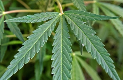 US House approves bill to widen marijuana research