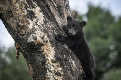 Bear cub causes trouble in Montreal