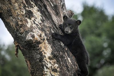 Bear cub causes trouble in Montreal