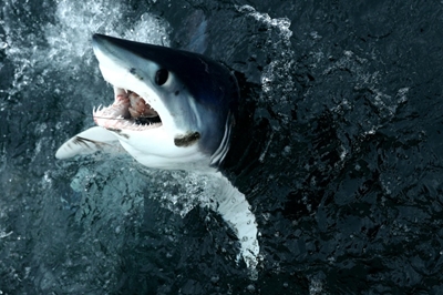 Greenpeace sounds alarm over shark overfishing in North Atlantic
