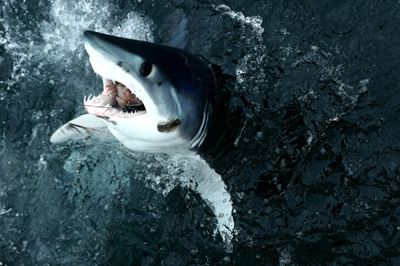 Greenpeace sounds alarm over shark overfishing in North Atlantic